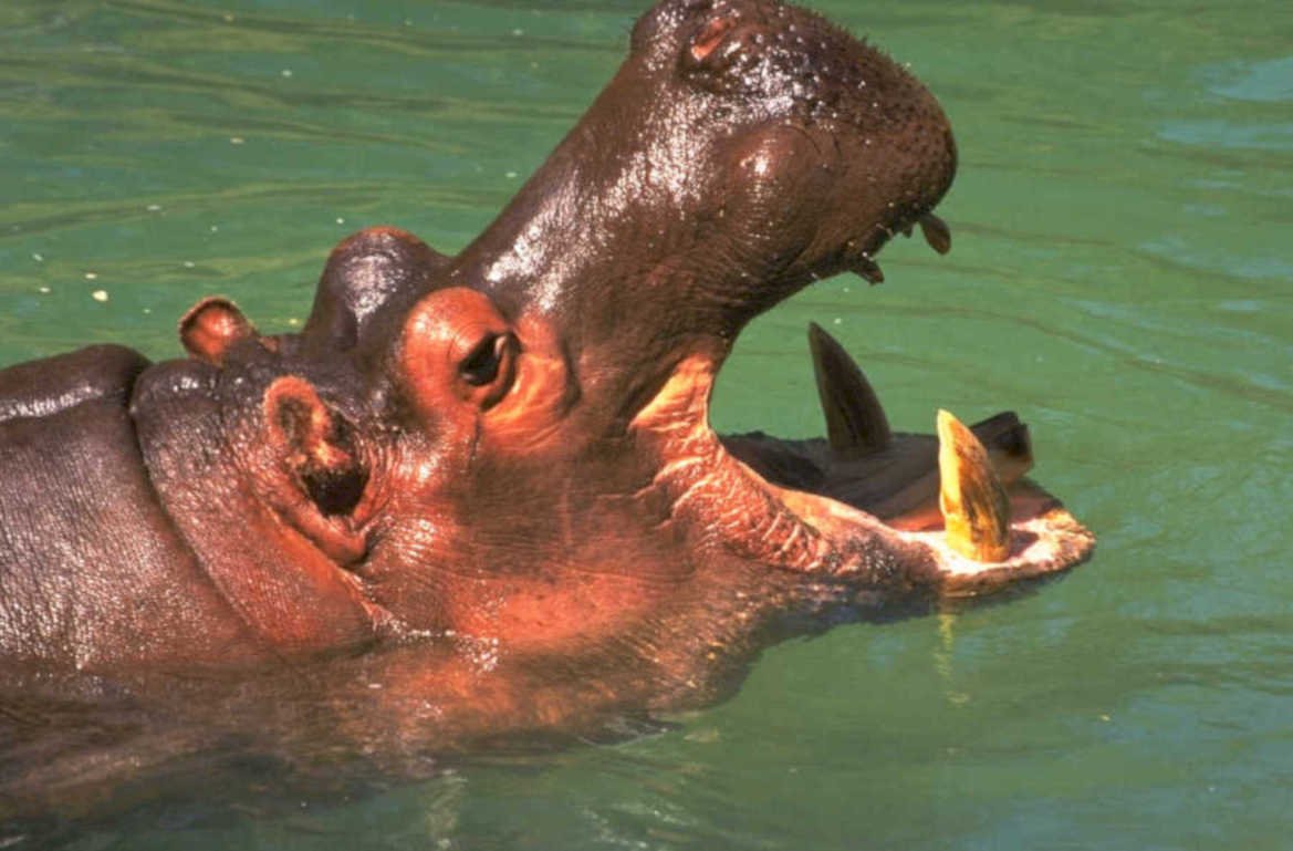 hippo water teeth 1980s 1990s A4 Photo Print