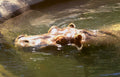 hippo water zoo Vintage A4 Photo Print