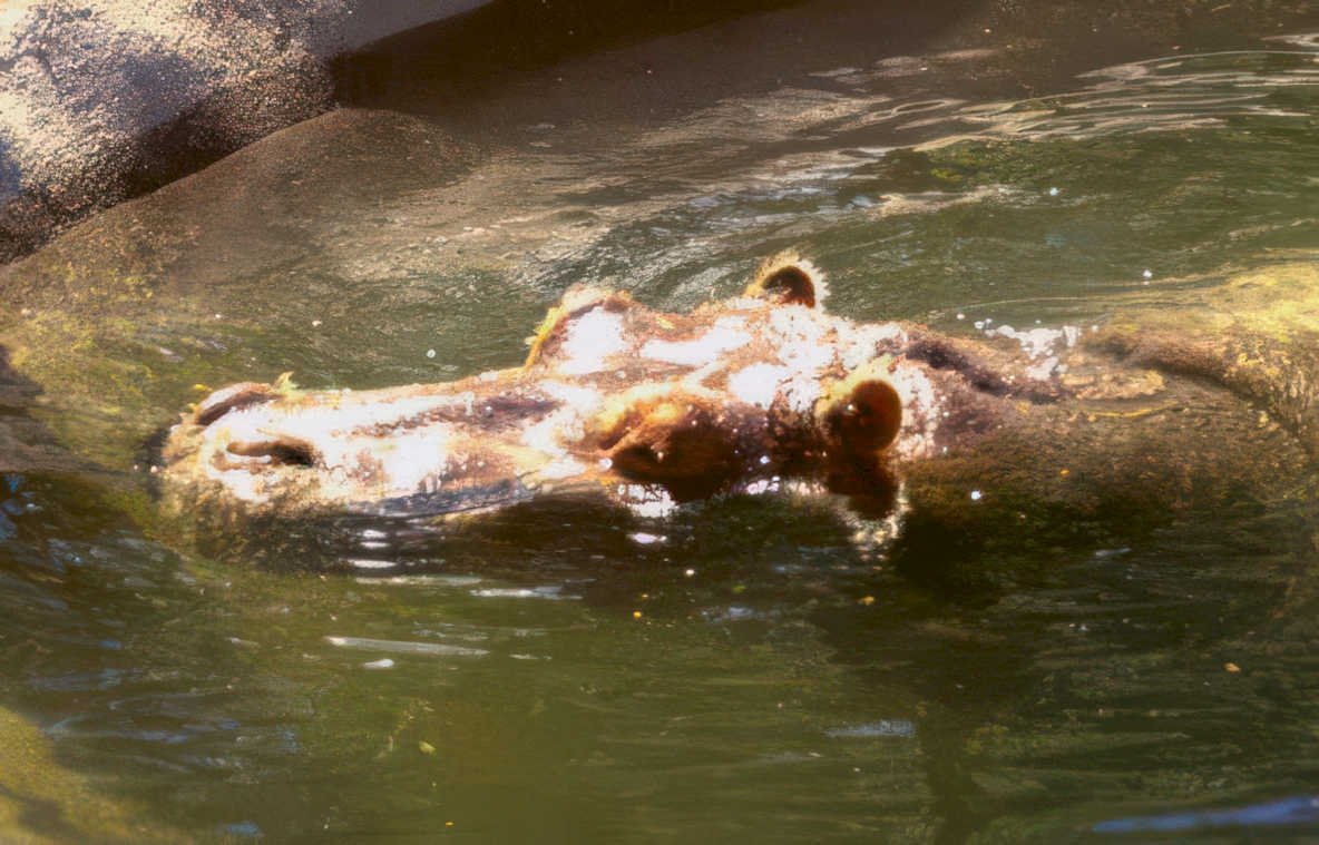 hippo water zoo Vintage A4 Photo Print