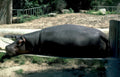 hippo zoo daytime Vintage A4 Photo Print