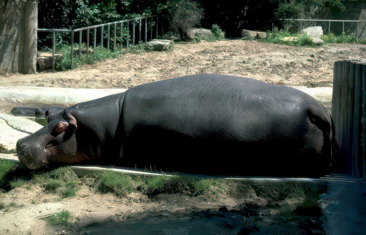 hippo zoo daytime Vintage A4 Photo Print