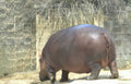 hippo zoo enclosure Vintage A4 Photo Print