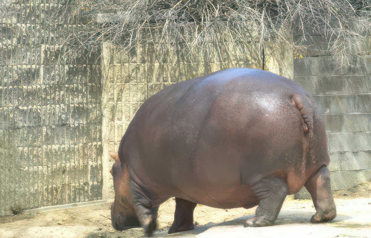 hippo zoo enclosure Vintage A4 Photo Print