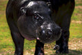 hippopotamus zoo closeup1980s 1990s A4 Photo Print