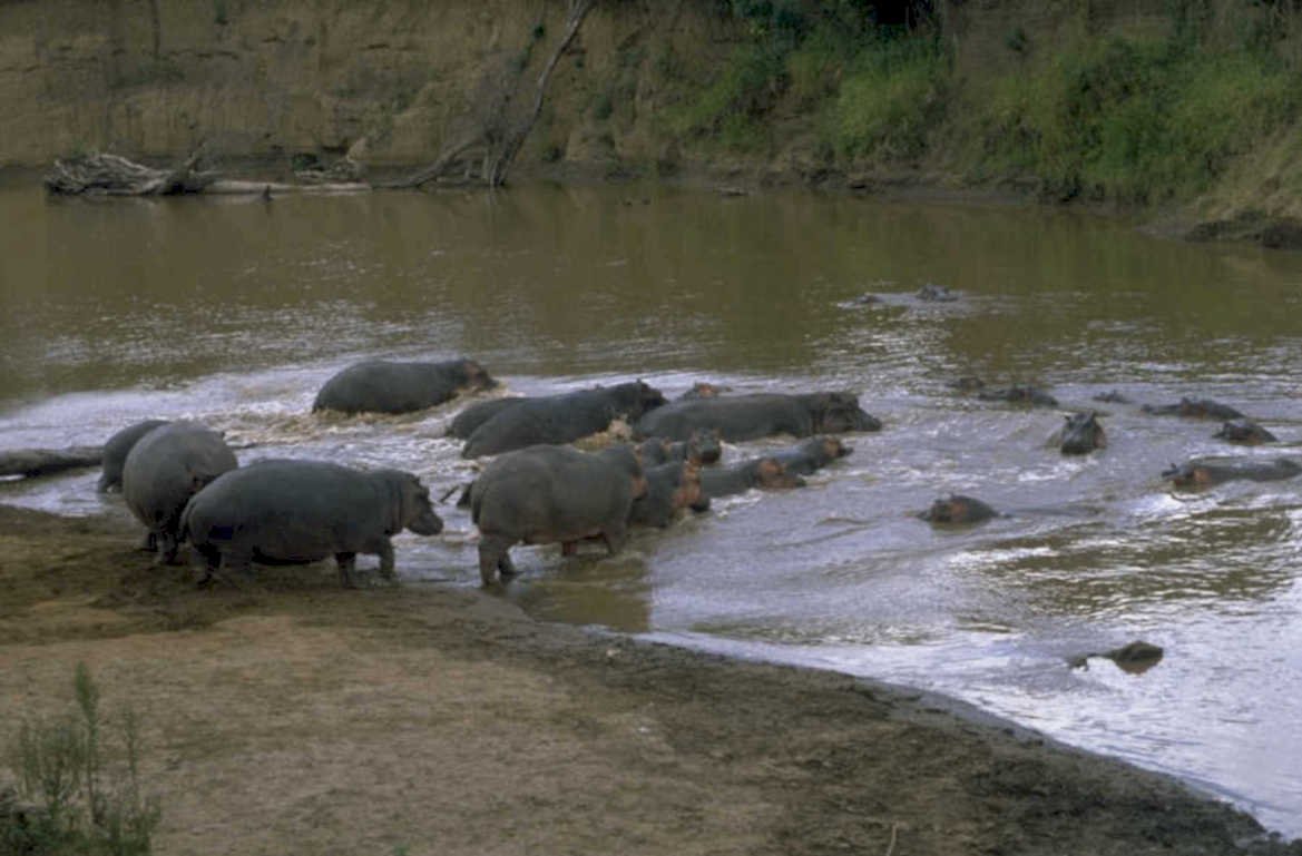 hippos river crossing 1980s 1990s A4 Photo Print