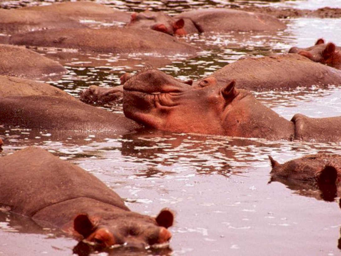 hippos river nile1980s 1990s A4 Photo Print