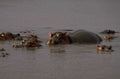 hippos riverbank dusk 1980s 1990s A4 Photo Print