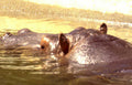 hippos water bank Vintage A4 Photo Print