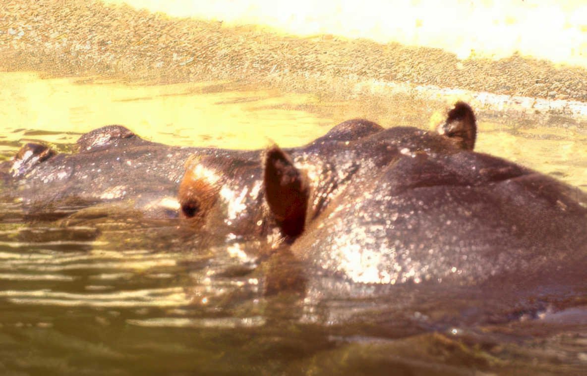 hippos water bank Vintage A4 Photo Print