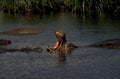 hippos water river 1980s 1990s A4 Photo Print