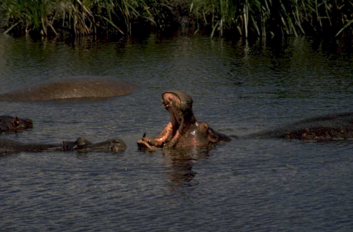 hippos water river 1980s 1990s A4 Photo Print