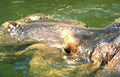 hippos water sun Vintage A4 Photo Print