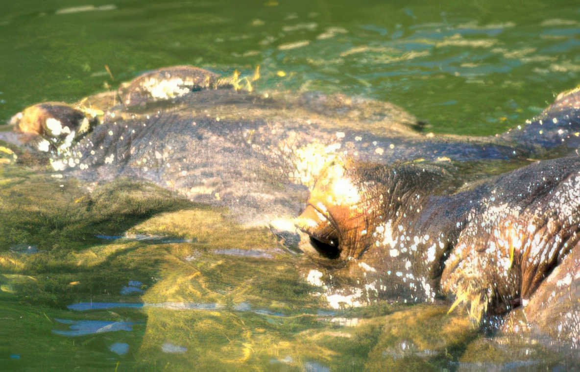 hippos water sun Vintage A4 Photo Print