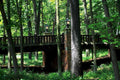 historic bridge forest1980s 1990s A4 Photo Print