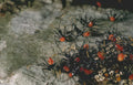 hobo spider nest Vintage A4 Photo Print