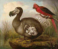 hodges Dodo and Red Parakeet Art A4 Photo Print