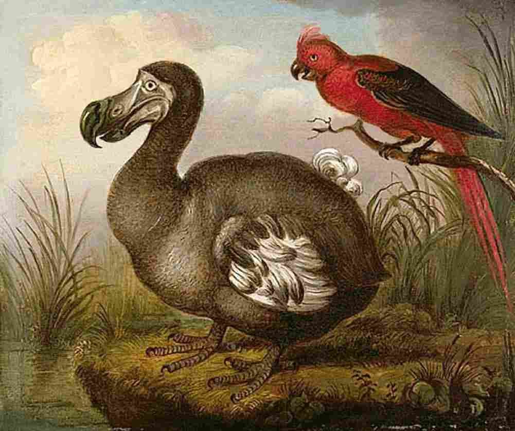 hodges Dodo and Red Parakeet Art A4 Photo Print