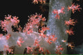 holiday anemone coral1980s 1990s A4 Photo Print