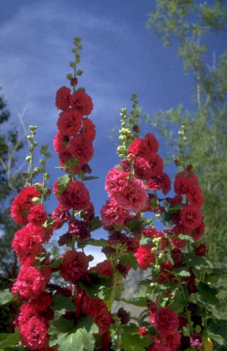 hollyhock flowers red 1980s 1990s A4 Photo Print