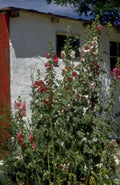 hollyhocks building flowers 1980s 1990s A4 Photo Print