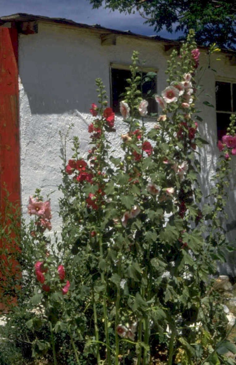 hollyhocks building flowers 1980s 1990s A4 Photo Print