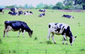 holstein cows pasture1980s 1990s A4 Photo Print