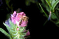 honeybee clover flower1980s 1990s A4 Photo Print