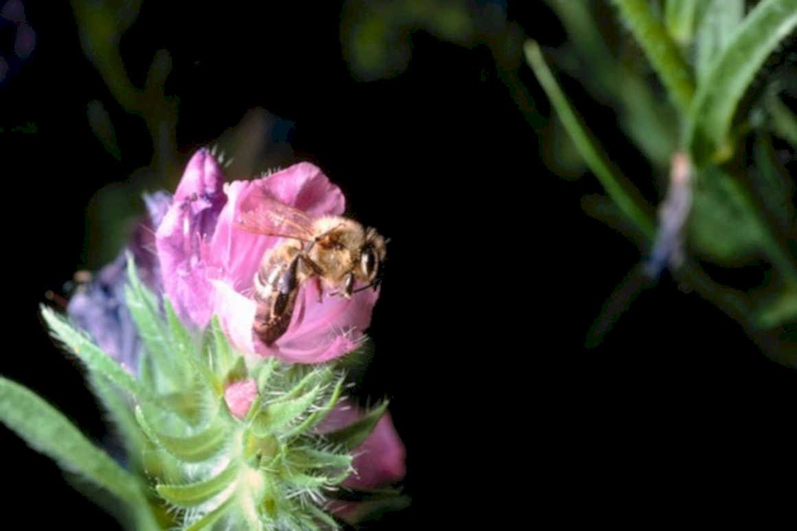 honeybee clover flower1980s 1990s A4 Photo Print