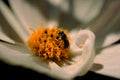 honeybee cosmos pollen1980s 1990s A4 Photo Print
