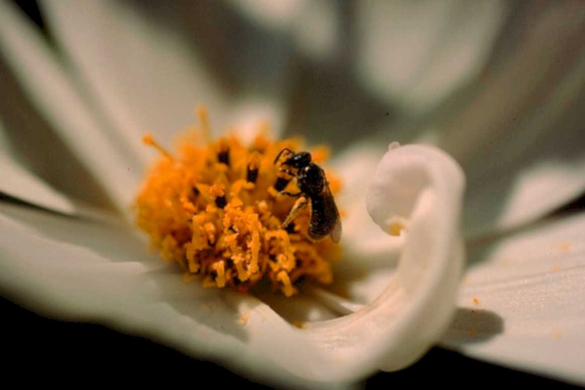 honeybee cosmos pollen1980s 1990s A4 Photo Print