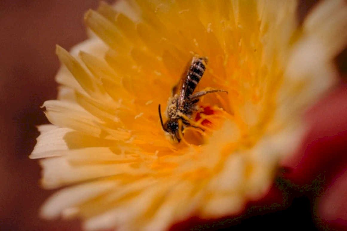 honeybee flower daisy1980s 1990s A4 Photo Print