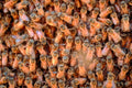 honeybee hive cluster1980s 1990s A4 Photo Print