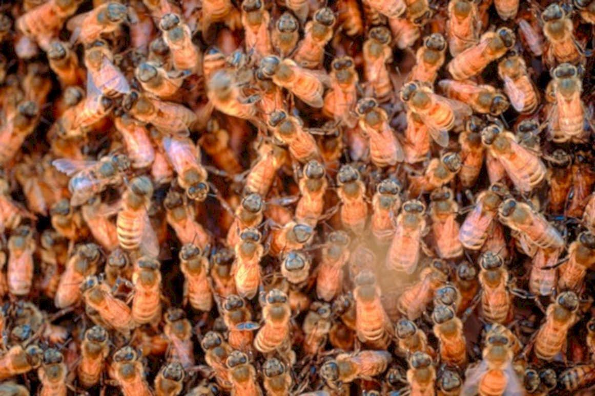 honeybee hive cluster1980s 1990s A4 Photo Print