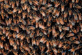 honeybee hive colony1980s 1990s A4 Photo Print