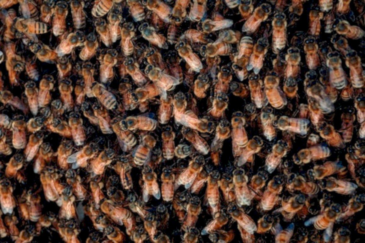 honeybee hive colony1980s 1990s A4 Photo Print