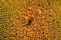 honeybee sunflower macro1980s 1990s A4 Photo Print