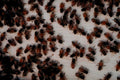 honeybees white board1980s 1990s A4 Photo Print