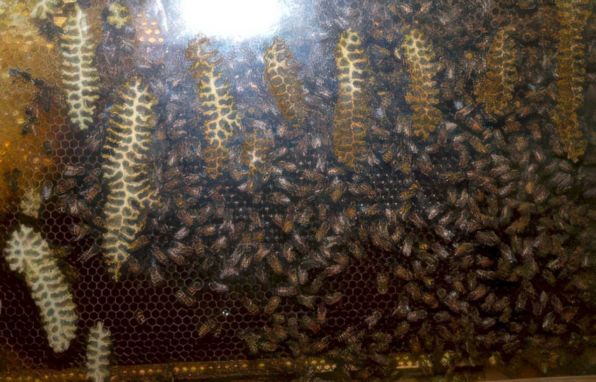 honeycomb bees frame Vintage A4 Photo Print
