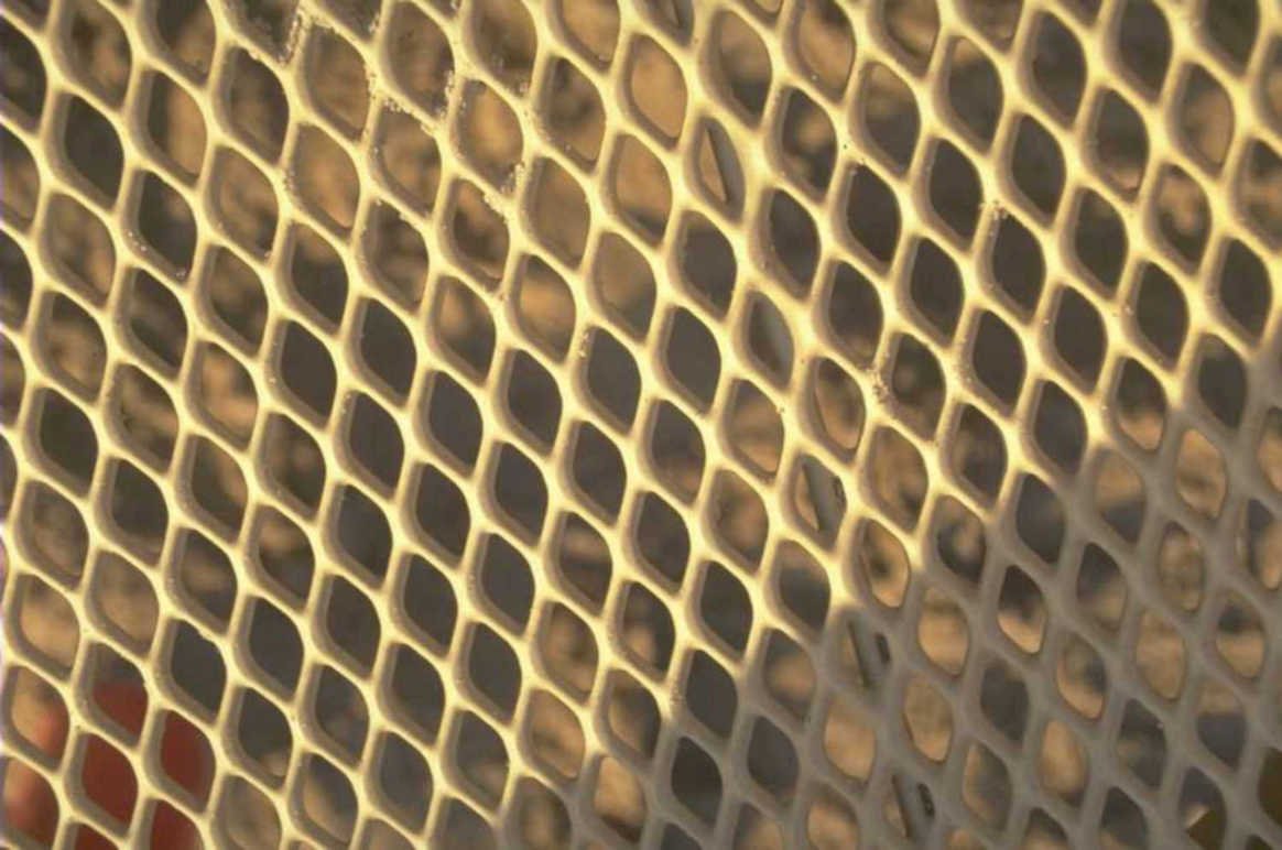 honeycomb beeswax cells 1980s 1990s A4 Photo Print