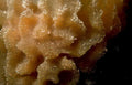 honeycomb sponge orange Vintage A4 Photo Print
