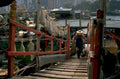 hong kong fish 1980s 1990s A4 Photo Print