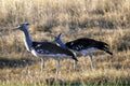 hoopoe billed hornbill1980s 1990s A4 Photo Print
