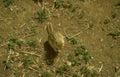 horned lark bird Vintage A4 Photo Print