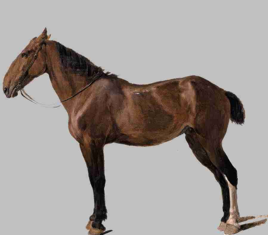 horse Art A4 Photo Print