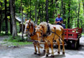horse cart red1980s 1990s A4 Photo Print
