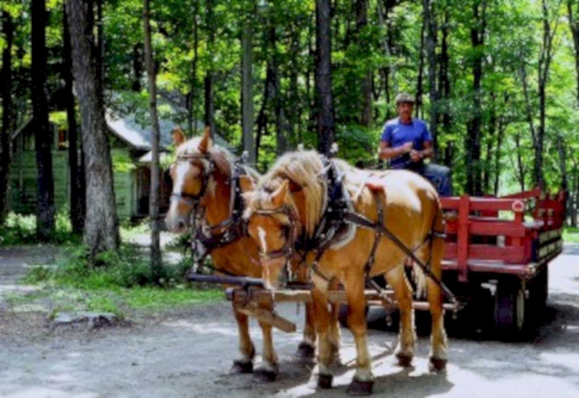 horse cart red1980s 1990s A4 Photo Print