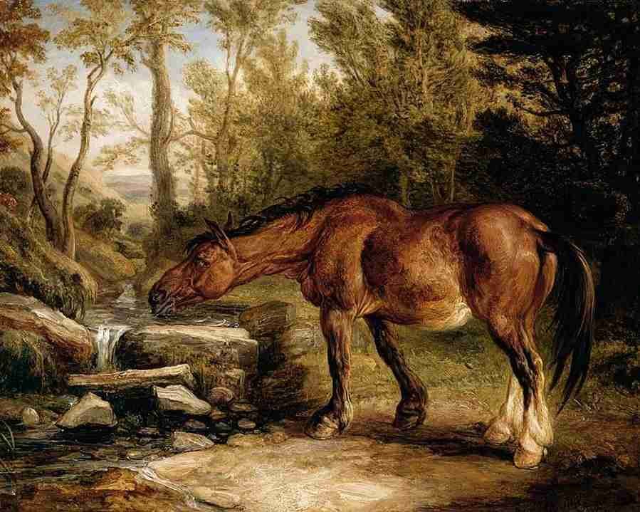 horse dr Art A4 Photo Print UK