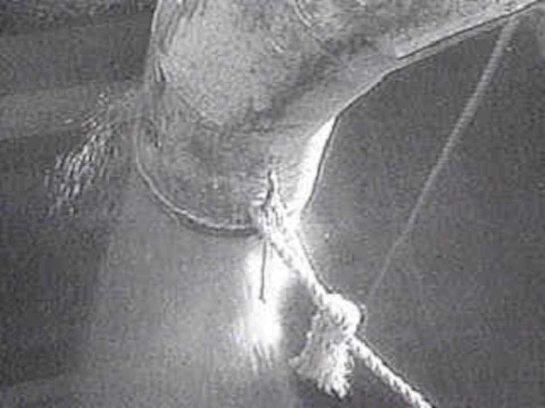 horse mane rope1980s 1990s A4 Photo Print