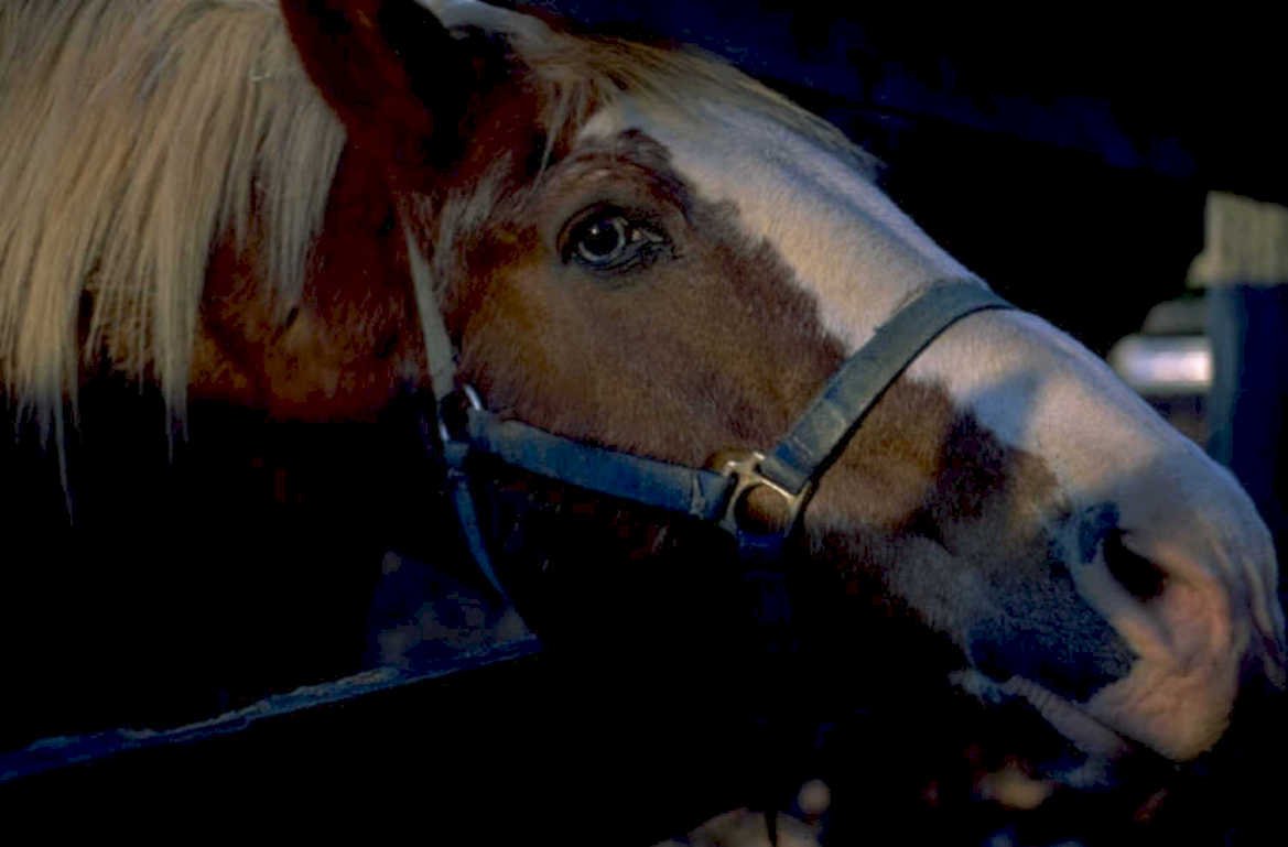 horse mare halter 1980s 1990s A4 Photo Print