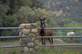 horse paddock olive 1980s 1990s A4 Photo Print